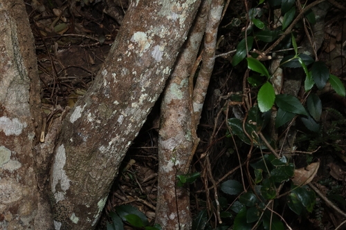 Scolopia braunii, photograph 3