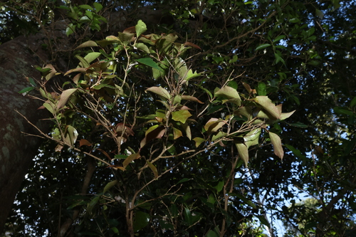 Scolopia braunii, photograph 4