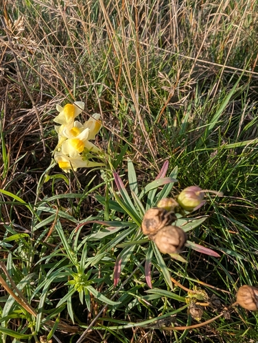 common toadflax