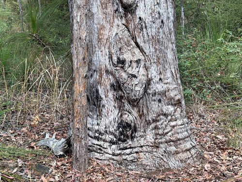 Eucalyptus acmenoides observed 2026-08-31