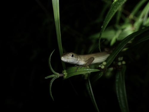 China Grass Lizard, Takydromus septentrionalis