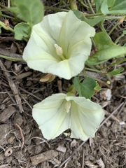 Calystegia