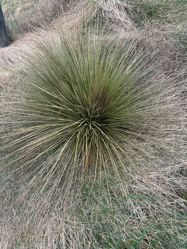 Aciphylla subflabellata, photograph 6