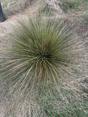 Aciphylla subflabellata, photograph (c) Hannah Whittall, some rights reserved (CC BY)