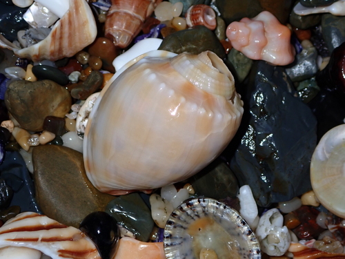 Phalium bandatum observed 2026-08-29