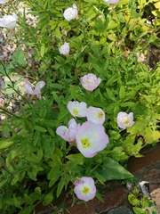 Oenothera speciosa