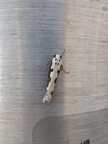 Viper's Bugloss Moth, Netherlands, photo 5 of 10