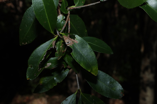 Elaeodendron australe, photograph 6