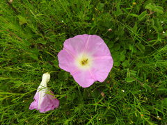 Ipomoea hartwegii