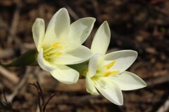 Geissorhiza parva