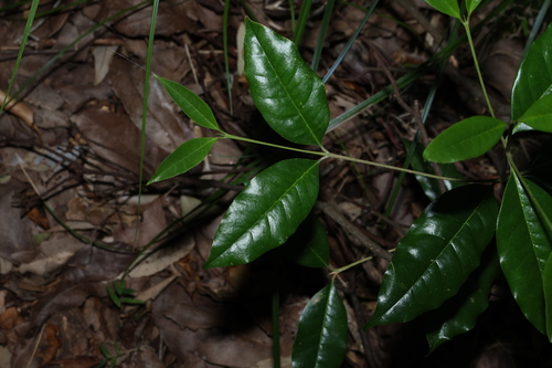 Olea paniculata, photograph 4