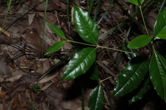 Olea paniculata, photograph (c) Greg Tasney, some rights reserved (CC BY-SA)