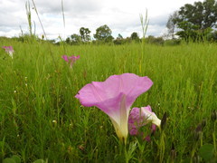 Ipomoea hartwegii
