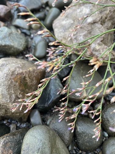 Limonium vulgare, photograph 5