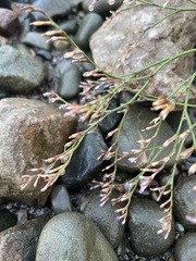 author not stated, no rights reserved Limonium vulgare, photograph author not stated, no rights reserved