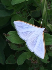 Diaphania costata