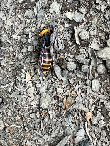 Vespa analis insularis