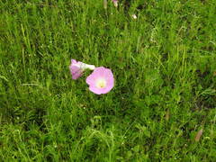 Ipomoea hartwegii