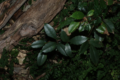 Tetrastigma nitens, photograph 5