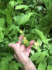 Uvularia