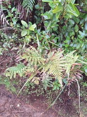 Dicksonia lanata