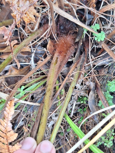 Dicksonia lanata, photograph 2