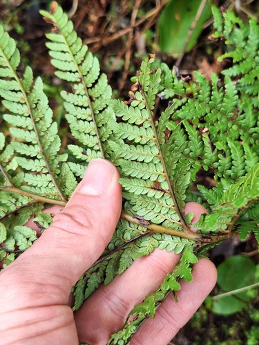 Dicksonia lanata, photograph 3