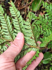 Dicksonia lanata, photograph (c) Oscar Dove, some rights reserved (CC BY)