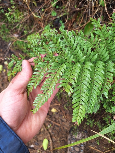 Dicksonia lanata, photograph 4
