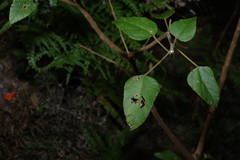Mallotus discolor, photograph (c) Greg Tasney, some rights reserved (CC BY-SA)