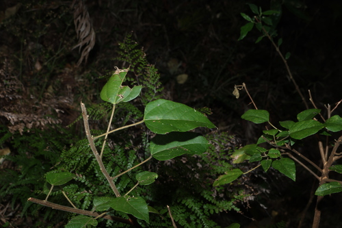 Mallotus discolor, photograph 2
