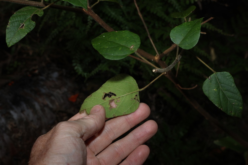 Mallotus discolor
