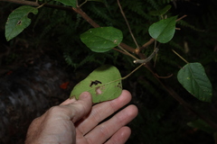 Mallotus discolor