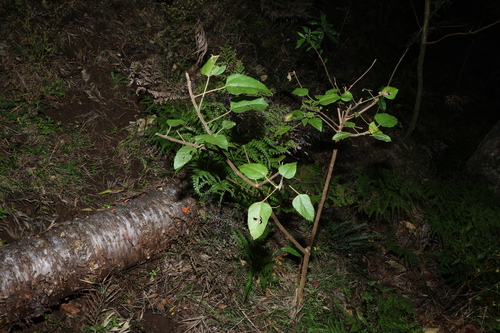 Mallotus discolor, photograph 3