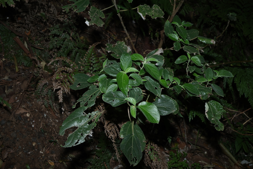 Pipturus argenteus; photograph (c) Greg Tasney, some rights reserved (CC BY-SA)