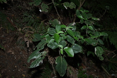 Pipturus argenteus