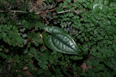 (c) Greg Tasney, some rights reserved (CC BY-SA) Dioscorea transversa, photograph (c) Greg Tasney, some rights reserved (CC BY-SA)
