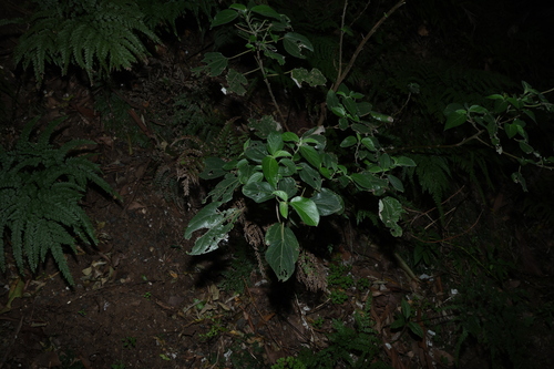 Pipturus argenteus, photograph 1