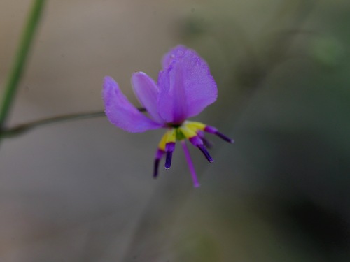 Arthropodium dyeri
