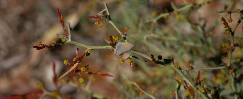 Nacaduba biocellata biocellata