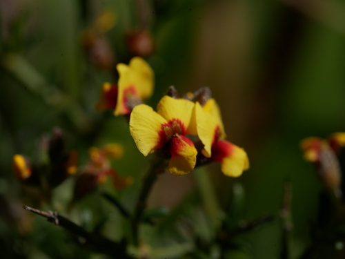 Chorizema racemosum