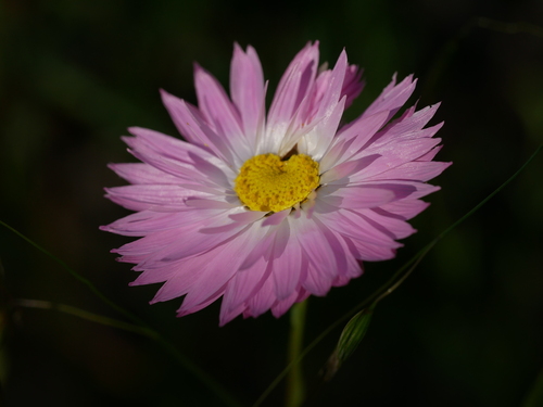Rhodanthe chlorocephala rosea