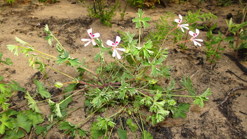 Pelargonium patulum