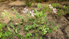 Pelargonium patulum