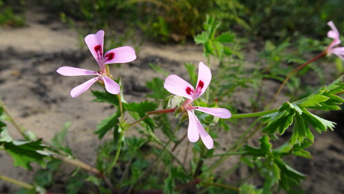 Pelargonium patulum, photograph 1