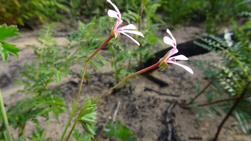 Pelargonium patulum, photograph 2