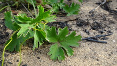 Pelargonium patulum, photograph (c) Paul Emms, some rights reserved (CC BY-SA)