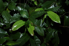 Eupomatia laurina, photograph (c) Greg Tasney, some rights reserved (CC BY-SA)