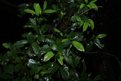 Eupomatia laurina, photograph (c) Greg Tasney, some rights reserved (CC BY-SA)