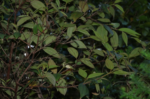 Rhodamnia rubescens, photograph 4